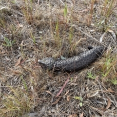 Tiliqua rugosa (Shingleback Lizard) at Hackett, ACT - 23 Oct 2023 by Louisab