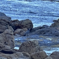 Egretta sacra (Eastern Reef Egret) at Depot Beach, NSW - 21 Oct 2023 by Louisab