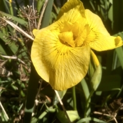 Iris pseudacorus at Cooma, NSW - 23 Oct 2023