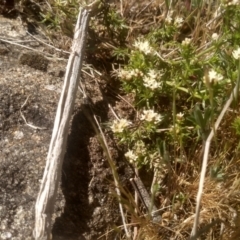 Asperula conferta at Cooma, NSW - 23 Oct 2023