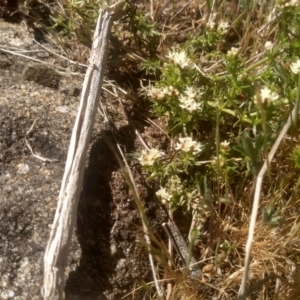 Asperula conferta at Cooma, NSW - 23 Oct 2023