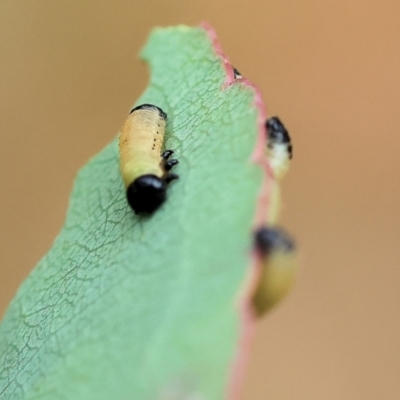 Paropsis atomaria (Eucalyptus leaf beetle) at Yackandandah, VIC - 21 Oct 2023 by KylieWaldon
