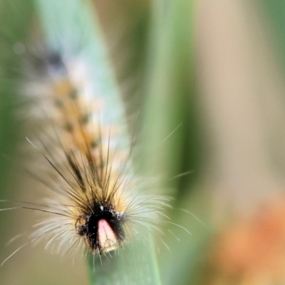 Anthela (genus) immature at Yackandandah, VIC - 21 Oct 2023 by KylieWaldon