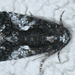 Aedia leucomelas acronyctoides at Ainslie, ACT - 19 Oct 2023 09:23 PM