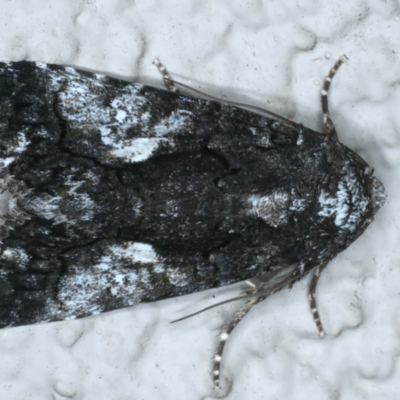 Aedia leucomelas acronyctoides (Eastern Alchymist, Sweet Potato Leaf Worm or Sorcerer) at Ainslie, ACT - 19 Oct 2023 by jb2602