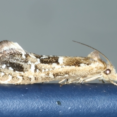 Moerarchis inconcisella (A tineid moth) at Ainslie, ACT - 19 Oct 2023 by jb2602