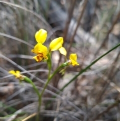 Diuris nigromontana (Black Mountain Leopard Orchid) at ANBG South Annex - 23 Oct 2023 by WalkYonder
