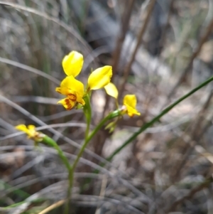 Diuris nigromontana at Canberra Central, ACT - suppressed