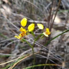 Diuris nigromontana at Canberra Central, ACT - suppressed