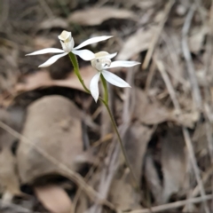 Caladenia moschata (Musky Caps) at ANBG South Annex - 22 Oct 2023 by WalkYonder