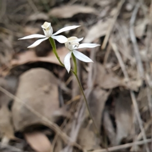 Caladenia moschata at Canberra Central, ACT - 23 Oct 2023