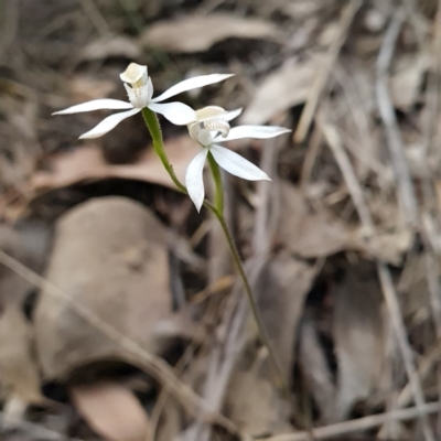 Caladenia moschata (Musky Caps) at Canberra Central, ACT - 22 Oct 2023 by WalkYonder