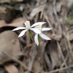 Caladenia moschata at Canberra Central, ACT - 23 Oct 2023