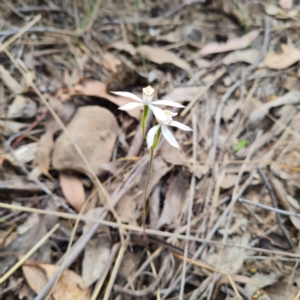 Caladenia moschata at Canberra Central, ACT - 23 Oct 2023