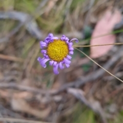 Brachyscome sp. (Cut-leaf Daisy) at Canberra Central, ACT - 22 Oct 2023 by WalkYonder