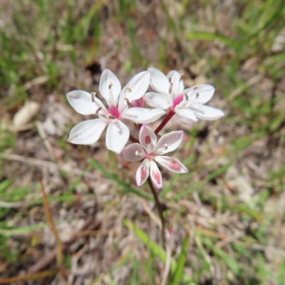 Burchardia umbellata (Milkmaids) at Kambah, ACT - 23 Oct 2023 by MatthewFrawley