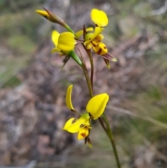 Diuris sulphurea at Canberra Central, ACT - 23 Oct 2023