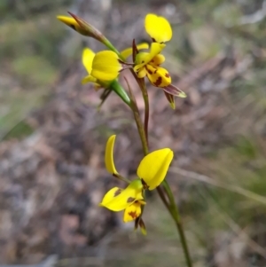 Diuris sulphurea at Canberra Central, ACT - suppressed