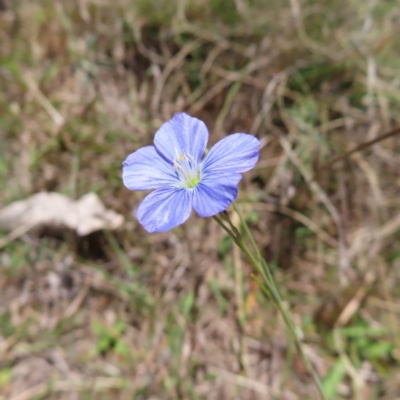 Linum marginale (Native Flax) at Tuggeranong, ACT - 23 Oct 2023 by MatthewFrawley