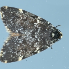 Halone coryphoea (Eastern Halone moth) at Ainslie, ACT - 20 Oct 2023 by jb2602