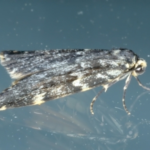 Halone coryphoea at Ainslie, ACT - 20 Oct 2023 08:28 PM