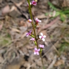 Stylidium sp. (Trigger Plant) at Canberra Central, ACT - 23 Oct 2023 by WalkYonder