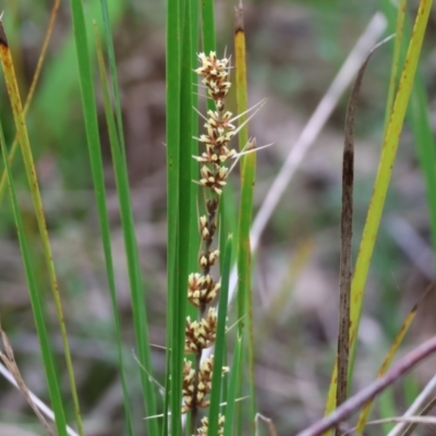 Lomandra longifolia (Spiny-headed Mat-rush, Honey Reed) at Yackandandah, VIC - 22 Oct 2023 by KylieWaldon