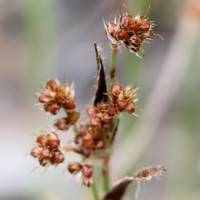Luzula densiflora (Dense Wood-rush) at Yackandandah, VIC - 22 Oct 2023 by KylieWaldon