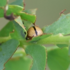 Peltoschema sp. (genus) at Yackandandah, VIC - 22 Oct 2023 by KylieWaldon