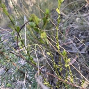 Phyllanthus occidentalis at Canberra Central, ACT - 23 Oct 2023 05:31 PM