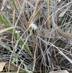 Leucopogon virgatus at Canberra Central, ACT - 23 Oct 2023