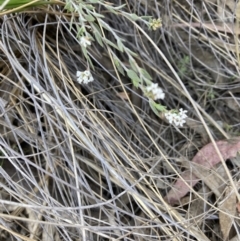 Leucopogon virgatus at Canberra Central, ACT - 23 Oct 2023