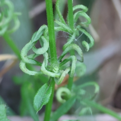 Galium aparine at Yackandandah, VIC - 21 Oct 2023 by KylieWaldon