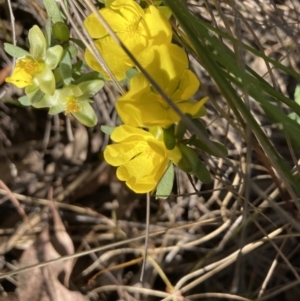 Hibbertia obtusifolia at Canberra Central, ACT - 23 Oct 2023