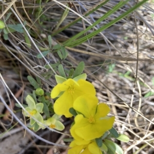 Hibbertia obtusifolia at Canberra Central, ACT - 23 Oct 2023