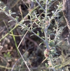 Mirbelia oxylobioides at Canberra Central, ACT - 23 Oct 2023