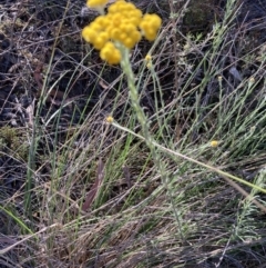 Chrysocephalum semipapposum (Clustered Everlasting) at Canberra Central, ACT - 23 Oct 2023 by lyndallh