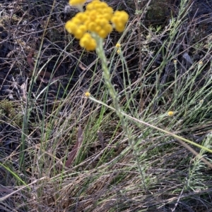 Chrysocephalum semipapposum at Canberra Central, ACT - 23 Oct 2023