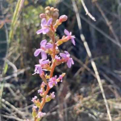 Stylidium graminifolium (grass triggerplant) at Canberra Central, ACT - 23 Oct 2023 by lyndallh