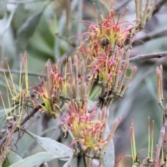 Amyema quandang var. quandang (Grey Mistletoe) at Yackandandah, VIC - 21 Oct 2023 by KylieWaldon