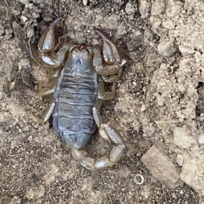 Urodacus manicatus (Black Rock Scorpion) at Queanbeyan East, NSW - 23 Oct 2023 by SteveBorkowskis