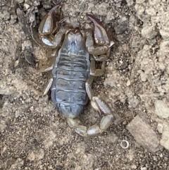 Urodacus manicatus at Queanbeyan East, NSW - 23 Oct 2023