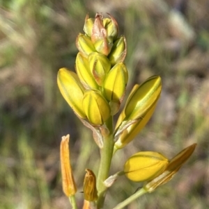 Bulbine bulbosa at Queanbeyan East, NSW - 23 Oct 2023