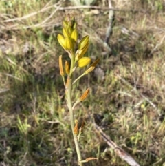 Bulbine bulbosa at Queanbeyan East, NSW - 23 Oct 2023