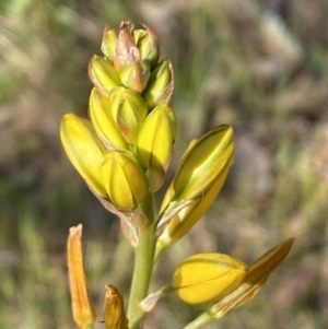 Bulbine bulbosa at Queanbeyan East, NSW - 23 Oct 2023