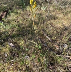 Bulbine bulbosa at Queanbeyan East, NSW - 23 Oct 2023