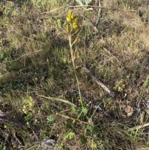 Bulbine bulbosa at Queanbeyan East, NSW - 23 Oct 2023