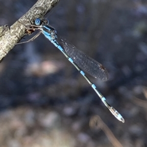 Austrolestes leda at Wright Park and Old Sydney Road Reserve - 23 Oct 2023 05:44 PM