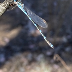 Austrolestes leda at Wright Park and Old Sydney Road Reserve - 23 Oct 2023