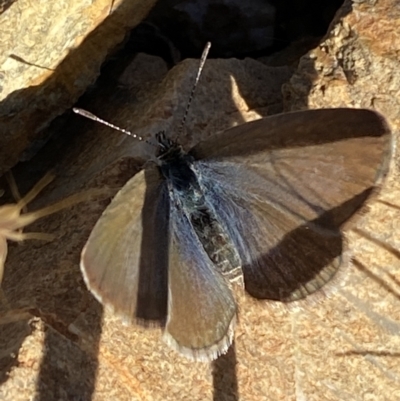 Zizina otis (Common Grass-Blue) at Queanbeyan East, NSW - 23 Oct 2023 by SteveBorkowskis